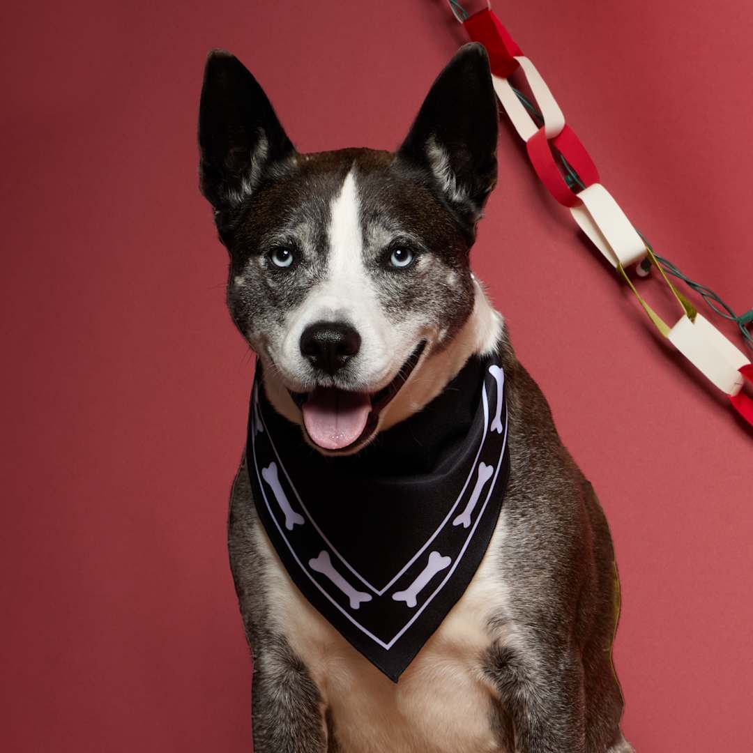 Paws &amp; Claws Pet Bandana - 7300-03 Black