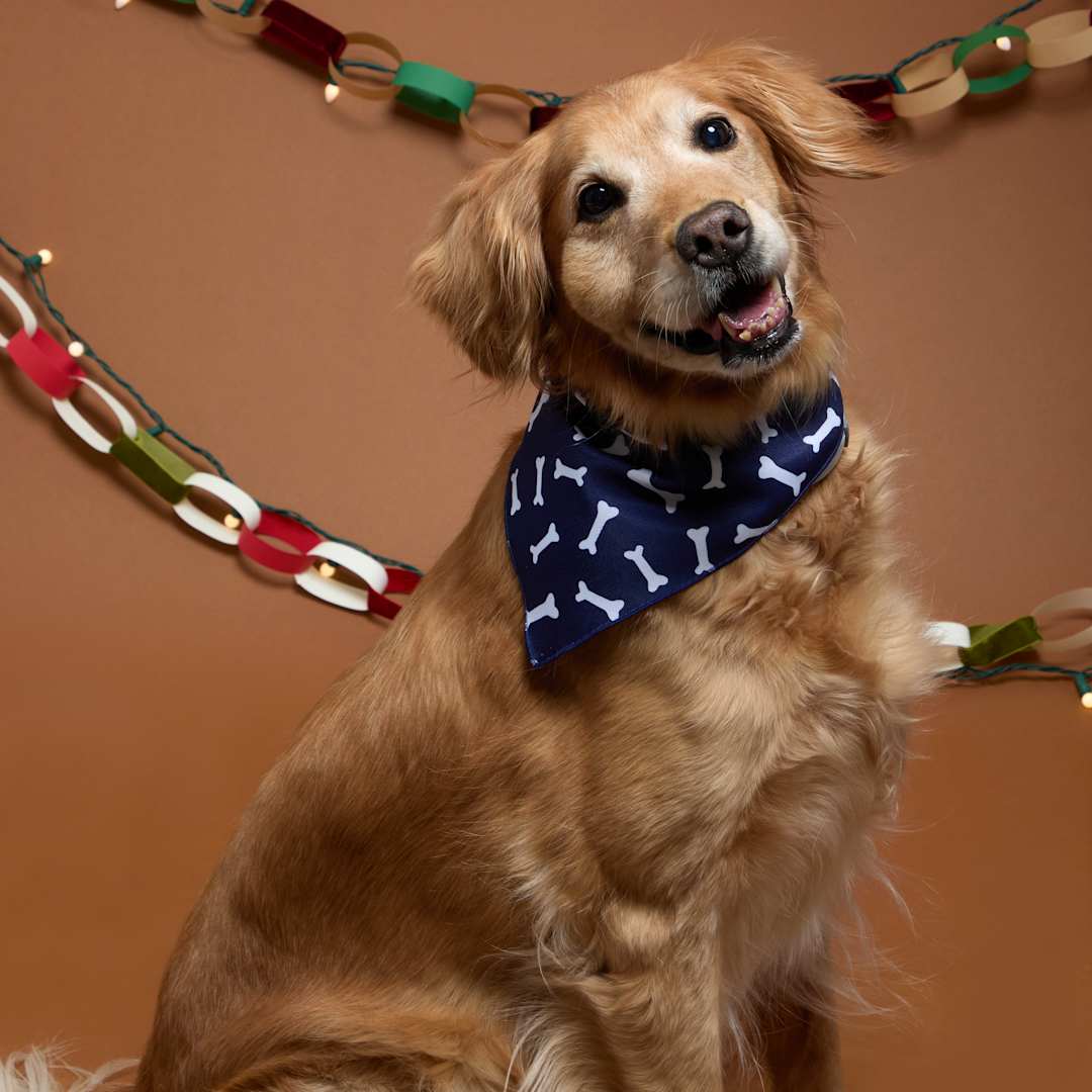 Paws &amp; Claws Pet Bandana - 7300-03 Blue