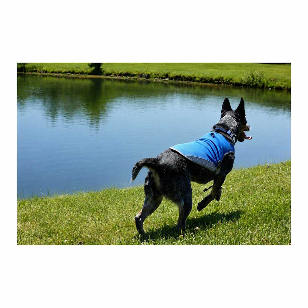 Paws &amp; Claws Reflective Pet Vest (Medium) - 7300-33 Blue